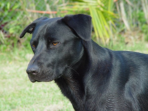Kijkende hond